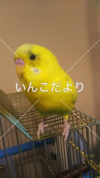迷い鳥の写真