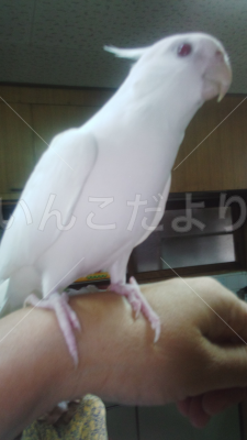 迷い鳥の写真