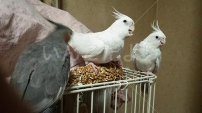迷い鳥の写真