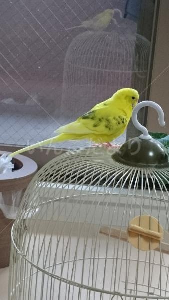 迷い鳥の写真