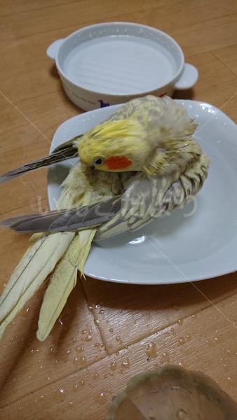 迷い鳥の写真