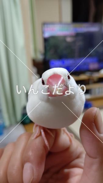 迷い鳥の写真
