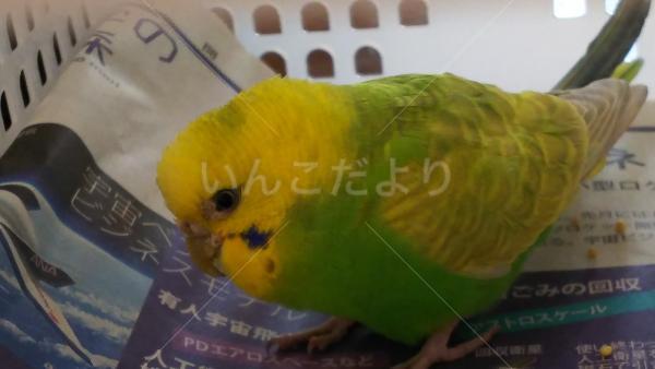 保護鳥の写真