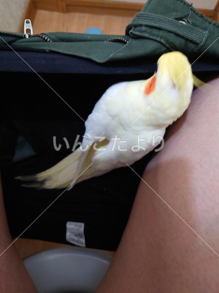 迷い鳥の写真