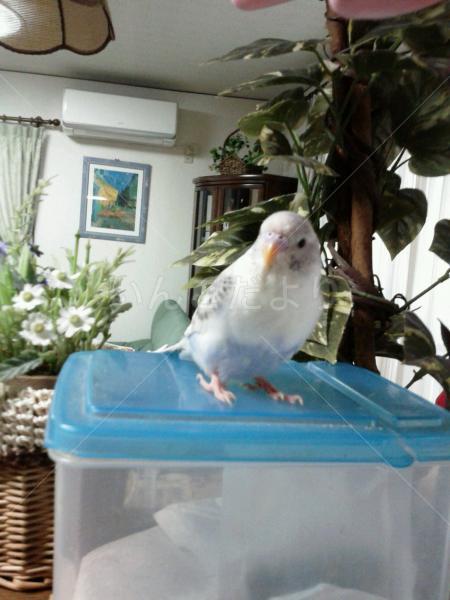 迷い鳥の写真