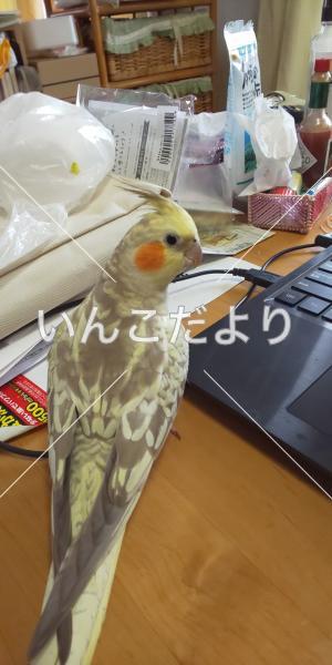 迷い鳥の写真