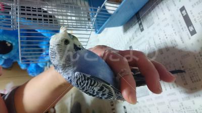 保護鳥の写真