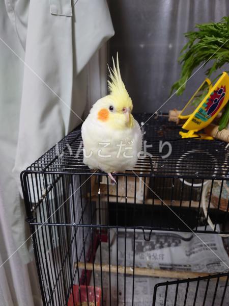 迷い鳥の写真