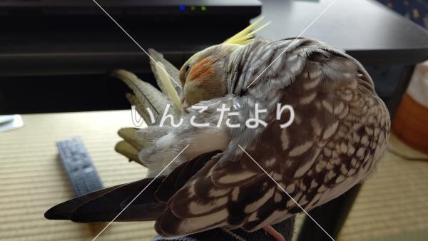 迷い鳥の写真