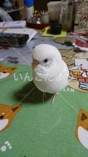 迷い鳥の写真