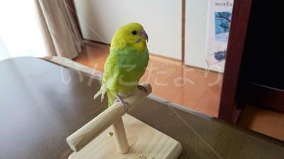迷い鳥の写真