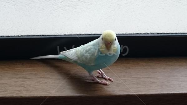 迷い鳥の写真