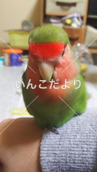 迷い鳥の写真