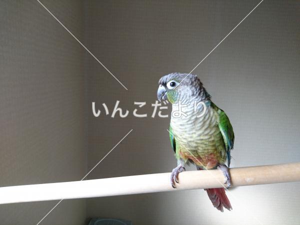 迷い鳥の写真