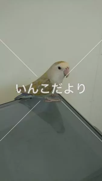 保護鳥の写真