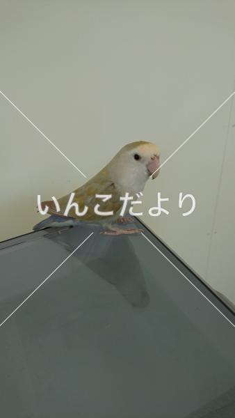 保護鳥の写真