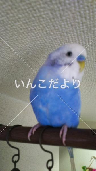 迷い鳥の写真