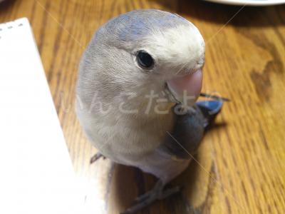 迷い鳥の写真
