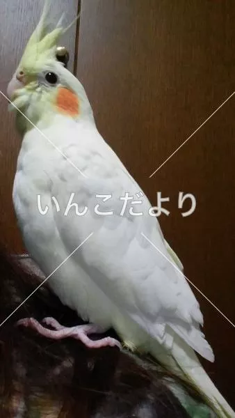 迷い鳥の写真