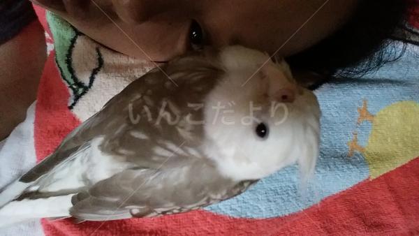 迷い鳥の写真