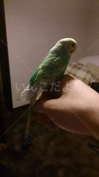 保護鳥の写真