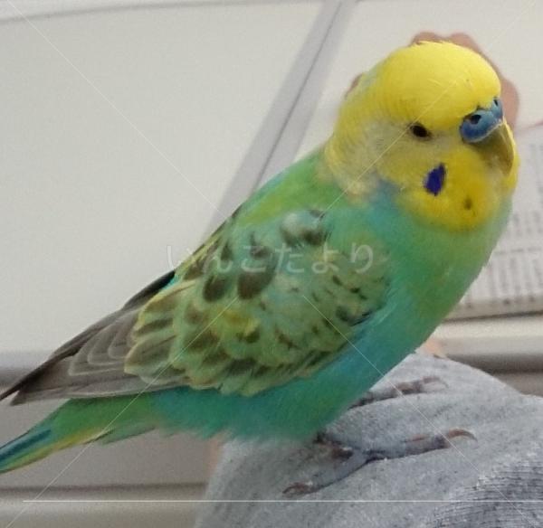 保護鳥の写真
