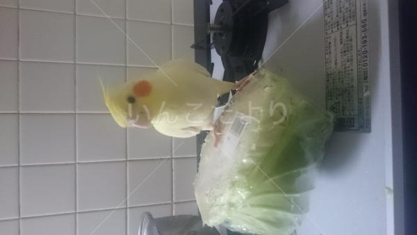 迷い鳥の写真