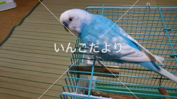 迷い鳥の写真