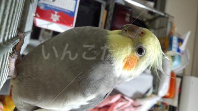 迷い鳥の写真