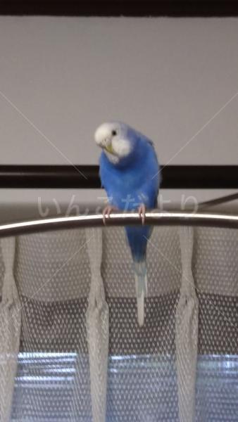 保護鳥の写真
