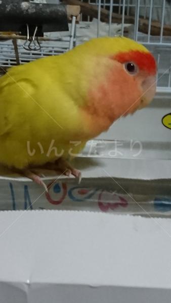 迷い鳥の写真
