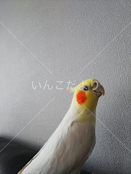 迷い鳥の写真