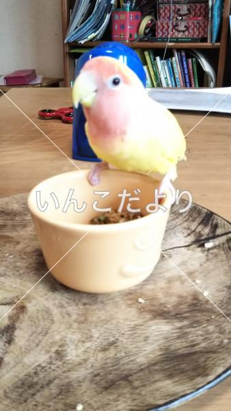 迷い鳥の写真