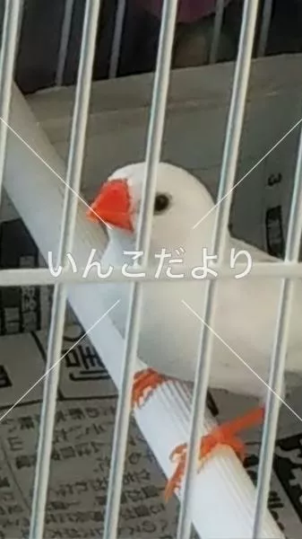 保護鳥の写真