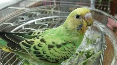 迷い鳥の写真