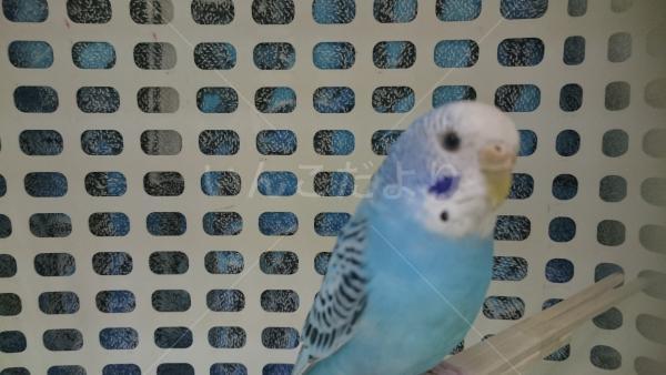 保護鳥の写真