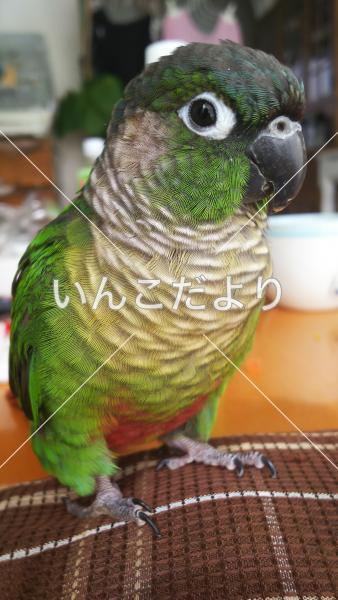 迷い鳥の写真