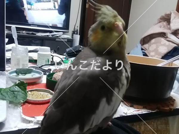 迷い鳥の写真