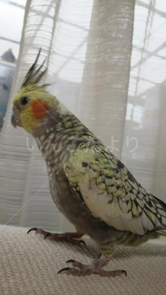 迷い鳥の写真