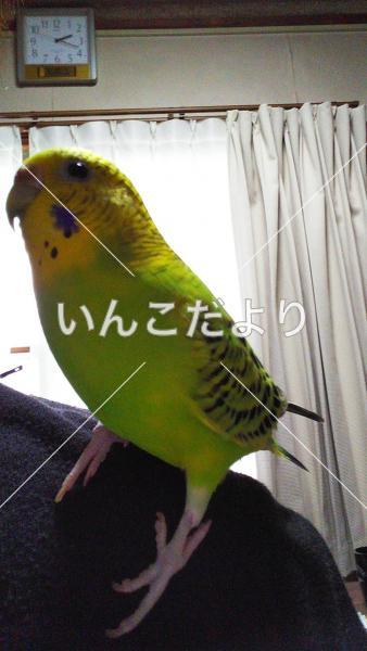 迷い鳥の写真