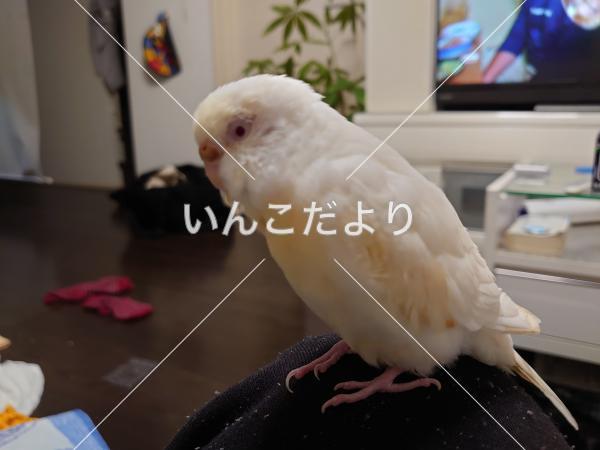 迷い鳥の写真
