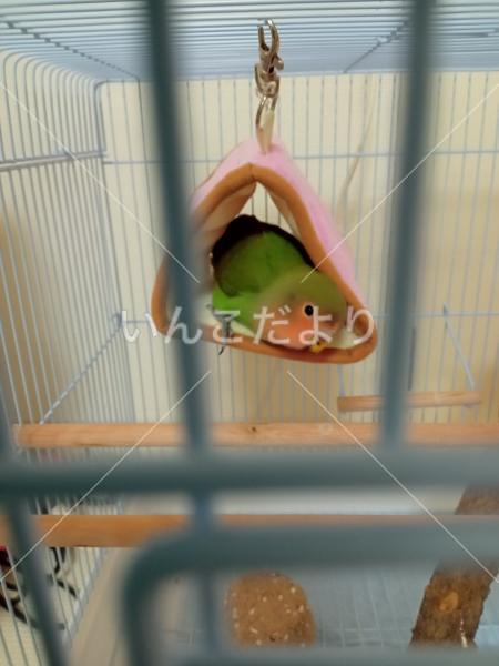 迷い鳥の写真