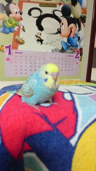 迷い鳥の写真