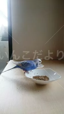 保護鳥の写真