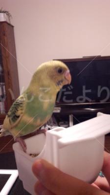 保護鳥の写真