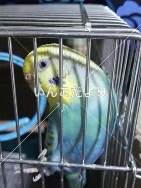 迷い鳥の写真