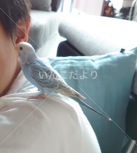 迷い鳥の写真