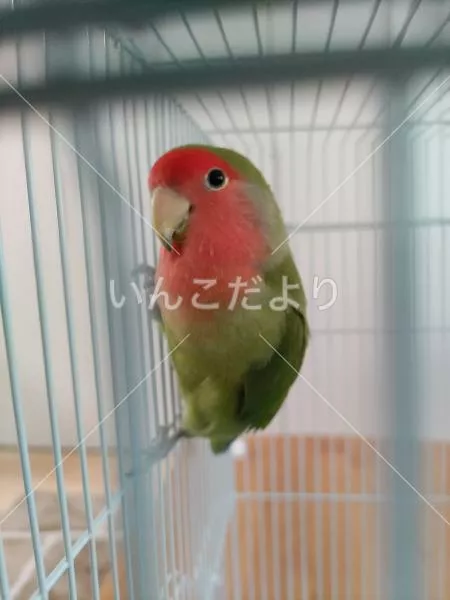 保護鳥の写真
