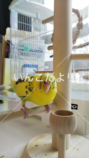 迷い鳥の写真