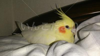 迷い鳥の写真